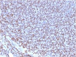 NKX2.2 Antibody (NX2/2198R) - Azide and BSA Free, Novus Biologicals 100 &mu;g | Buy Online | Novus Biologicals | Fisher Scientific